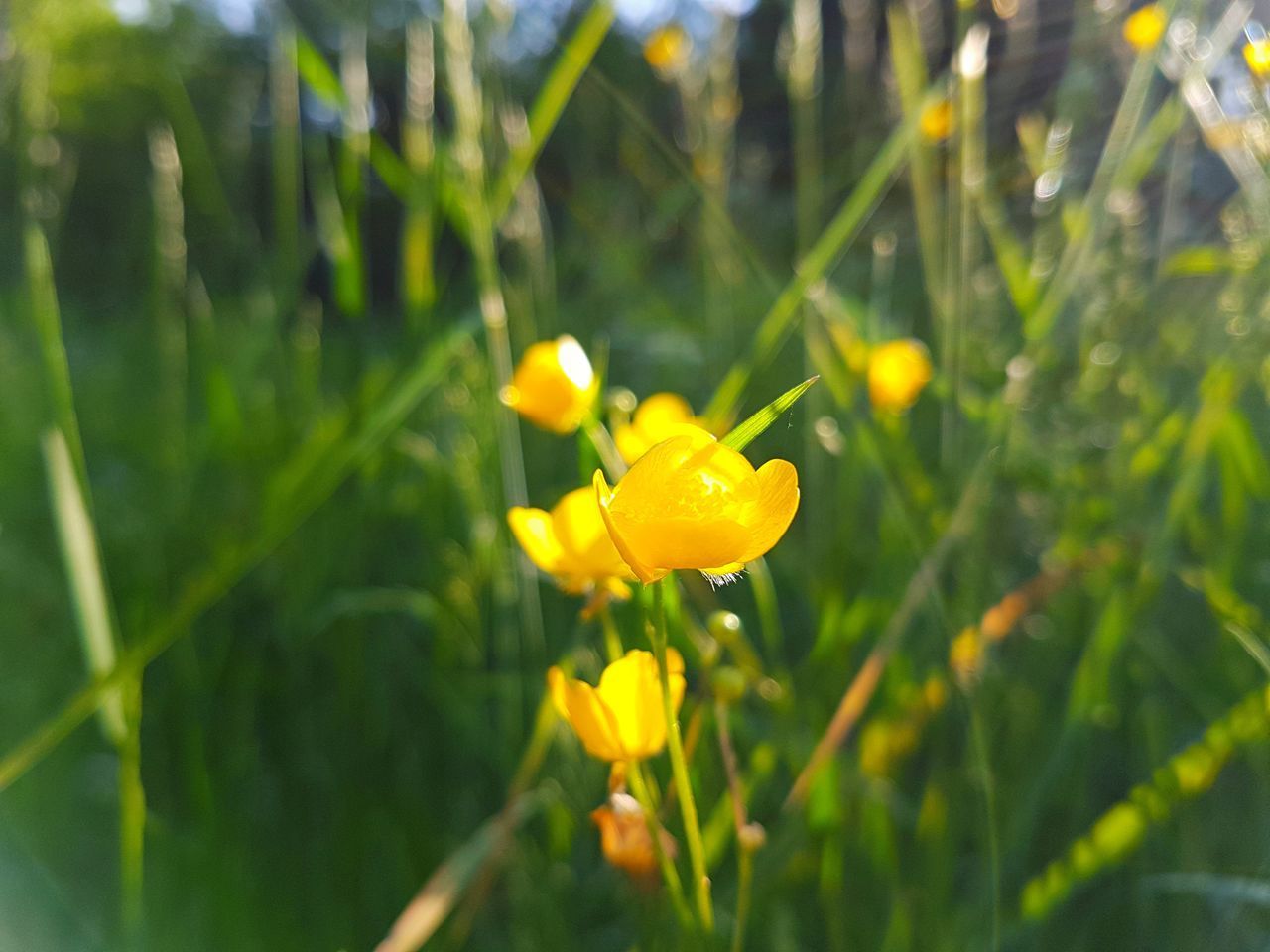 CLOSE-UP OF YELLOW FLOWER ON PLANT