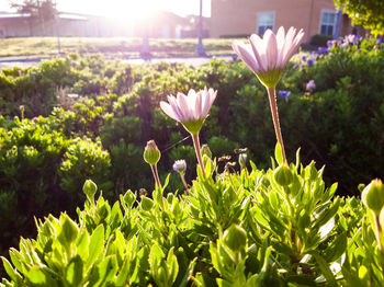 Close-up of flowers blooming outdoors