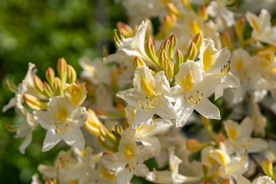 Close-up of white flowers