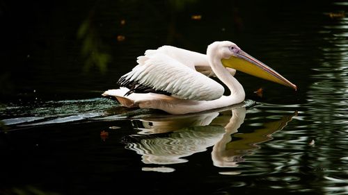 Close-up of pelican swimming in lake