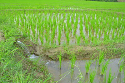 Scenic view of agricultural field