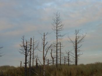 Low angle view of silhouette trees against sky