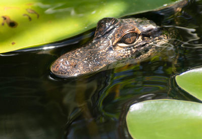 Baby aligator at the everglades 