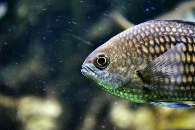 Close-up of turtle swimming in aquarium