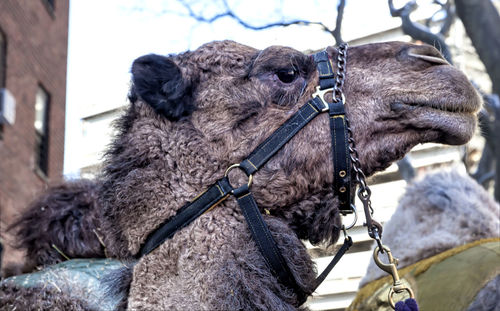 Close-up of camel