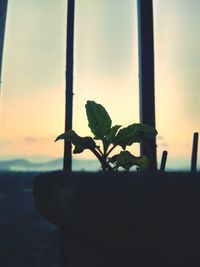 Close-up of plant against window