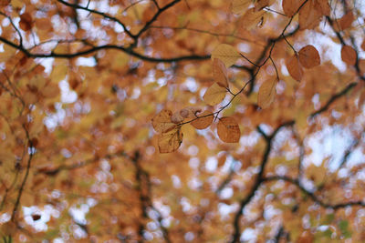 Low angle view of tree against sky during autumn