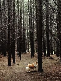 Dog and trees in forest