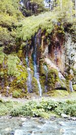 View of waterfall in forest