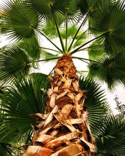 Low angle view of palm tree against sky