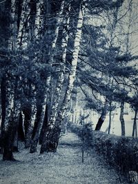 Bare trees against sky