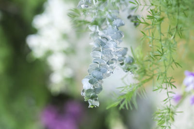 Close-up of white flowering plant