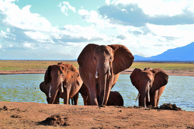 Elephants walking on lakeshore at national park
