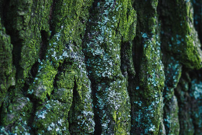 Old oak tree green mossy bark closeup