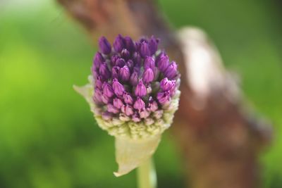 Close-up of purple flower