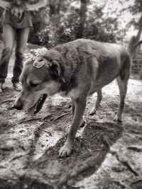 Low section of dog standing on field