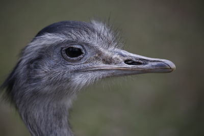 Close-up of ostich against blurred background