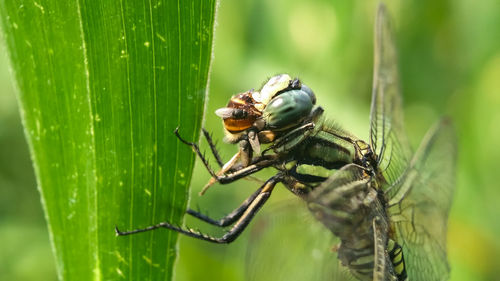 Close-up of insect on leaf