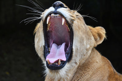 Close-up of lioness yawning outdoors