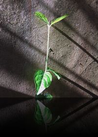 High angle view of plant leaf on wall