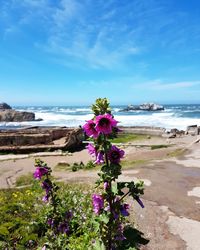 Scenic view of beach against blue sky