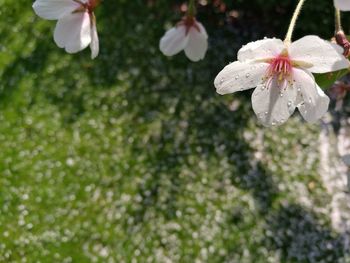 Close-up of white flowers blooming outdoors