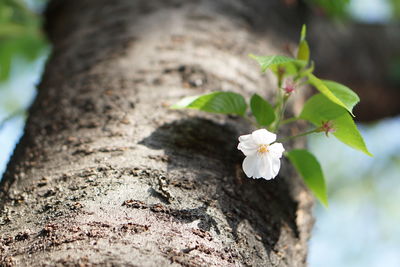 Close-up of white flower on tree trunk