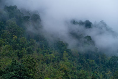 Trees in forest