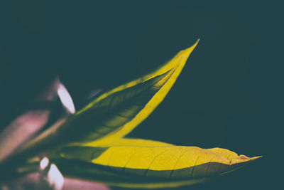 Close-up of yellow flower