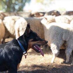 Dog standing against flock of sheep