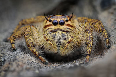 Close-up of spider