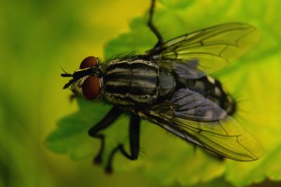 Close-up of insect