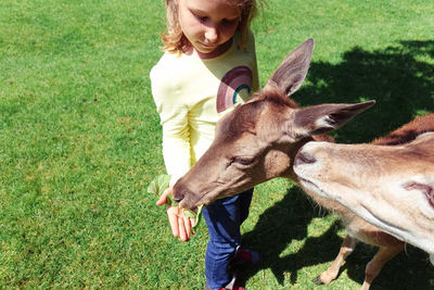 High angle view of girl feeding deer while standing on land