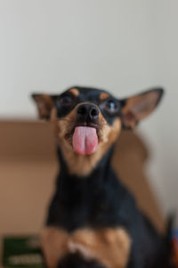 Close-up portrait of a dog at home