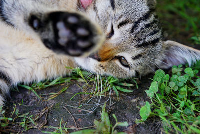 Close-up portrait of cat
