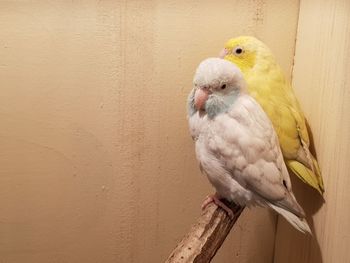 Close-up of bird perching on wall