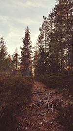 Dirt road passing through forest