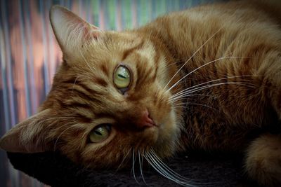 Close-up portrait of a cat