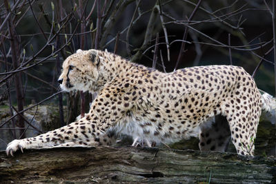 Close-up of cheetah