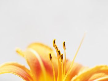 Close-up of yellow flowering plant