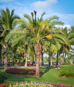 Palm trees in park against sky