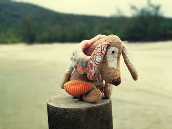 Close-up of stuffed toy on wooden post