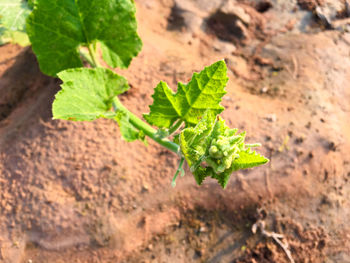 Close-up of leaves