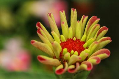 Close-up of red flowering plant