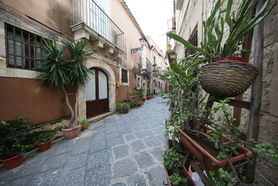 Potted plants on alley amidst buildings in city