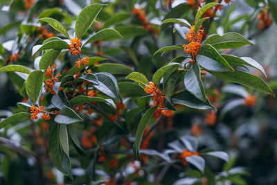 Close-up of orange flowering plant