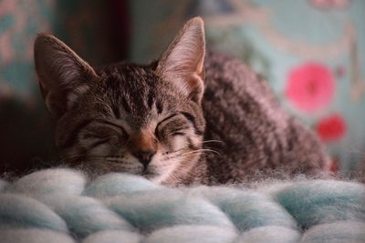 Close-up of cat resting