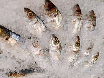 High angle view of fish for sale in market