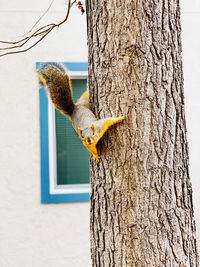 Close-up of squirrel on tree trunk