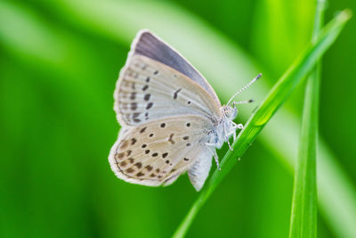 Butterfly on flower